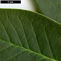 SpeciesSub: var. citriniflorum